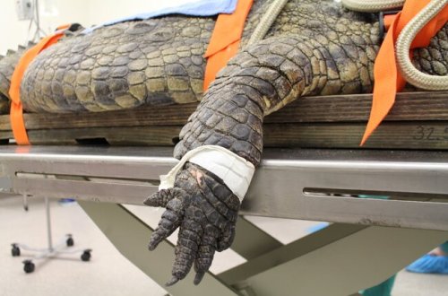 Timsah ƏMƏLİYYAT OLUNDU - Qarnından görün nə ÇIXDI - FOTOLAR