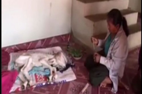 İkibaşlı buzov sahibinə uğur gətirib – VİDEO