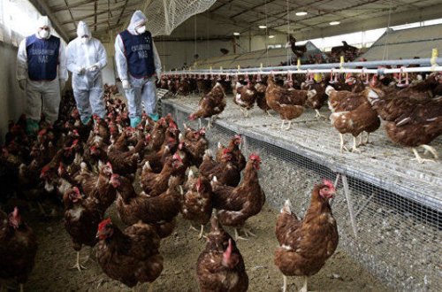 Cənubi Koreyada 28 milyona yaxın quş məhv edildi