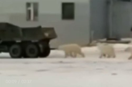Ağ ayılar və tülkülər tikinti meydançasındakı avtomobillərə hücum etdilər – VİDEO