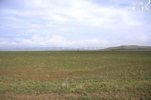Cəbrayıl torpaqları yenidən canlanır - FOTO/VİDEO