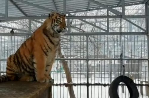 “Mahnı oxuyan” pələng balası görənləri heyrətləndirdi - VİDEO