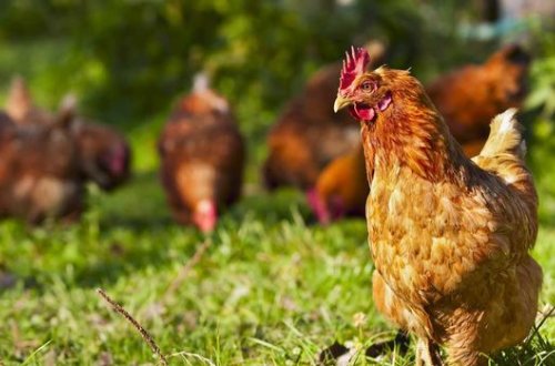 Названы основные меры профилактики птичьего гриппа H5N8