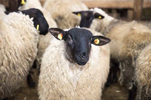 Azərbaycana Avropadan “Lacaune”, “Landschaft Merino”, “İle de France” və “Suffolk” cins damazlıq qoyunları gətirilib