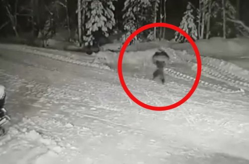 Canavarın başını qataraq həyatı bahasına sahibini xilas edən it - FOTO/VİDEO