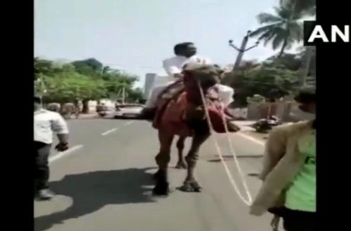 Benzinin qiymətinin etiraz edən siyasətçi avtomobilini dəvə ilə əvəz etdi - VİDEO