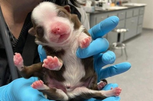 ABŞ-da altı ayaqlı, iki quyruqlu it doğuldu - VİDEO