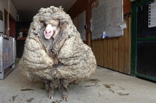 Beş ildir qırxılmayan qoyundan 35 kiloqram yun çıxdı – FOTO/VİDEO