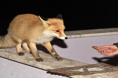 Ac qalan tülkünü əlləri ilə yedizdirir - MARAQLI... + VİDEO