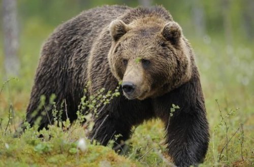 Rusiyalılar ölkənin rəmzi olan heyvanı seçiblər