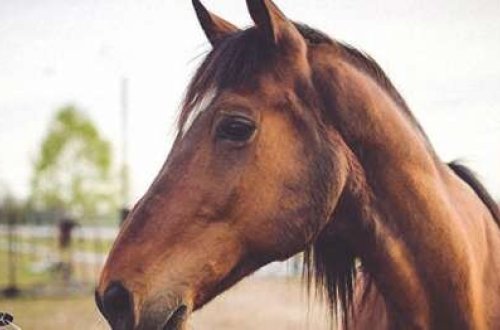 Azərbaycanda atı şaxtada ağaca bağlayıb ölümə tərk etdilər - FOTO