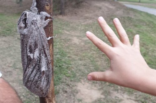 Avstraliyada NƏHƏNG GÜVƏ tapıldı