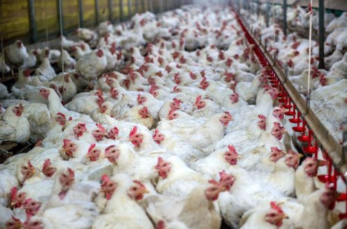 Estoniyadan Azərbaycana quşçuluq məhsulları gətirilməsi dayandırıldı