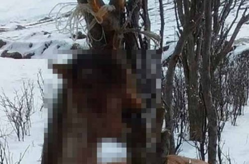 Gədəbəydə atı ağacdan asıblar