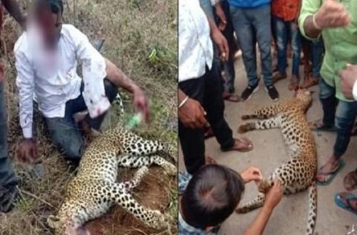 Мужчина убил леопарда голыми руками ради спасения жены и дочери - ВИДЕО