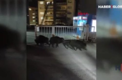 Ac qalan donuz sürüsü şəhərə girdi - VİDEO