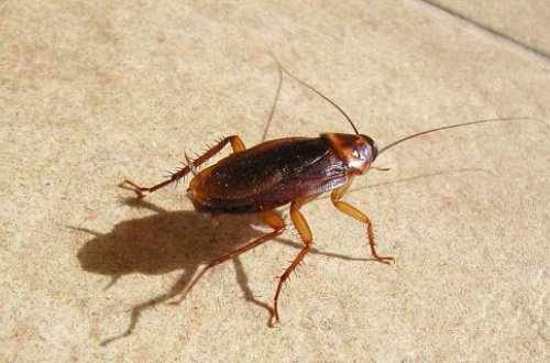 Женщина насмерть отравила мать с ребенком, пытаясь избавиться от тараканов