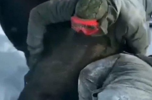 Brokonyerlər maralı boğaraq öldürdülər -VİDEO