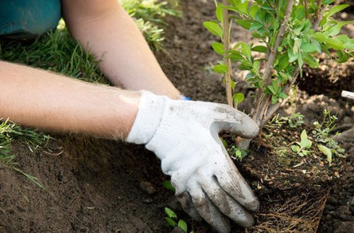 На освобожденных от оккупации территориях стартует весенняя посадка деревьев