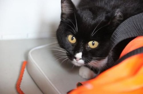 Pişik pilota hücum etdi: Təyyarə təcili geri qayıtdı