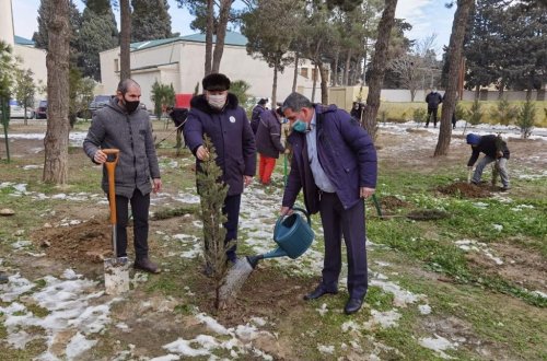 Suraxanı rayonunda ağacəkmə aksiyası keçirildi - FOTOLAR