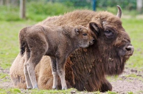 Sabah milli parklara giriş pulsuz olacaq - RƏSMİ + FOTO