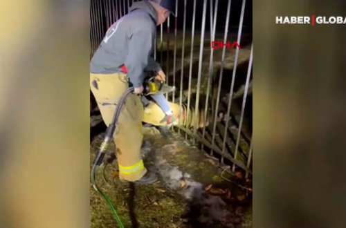 Dəmir arakəsmələrdə ilişib qalan maral xilas edildi - VİDEO