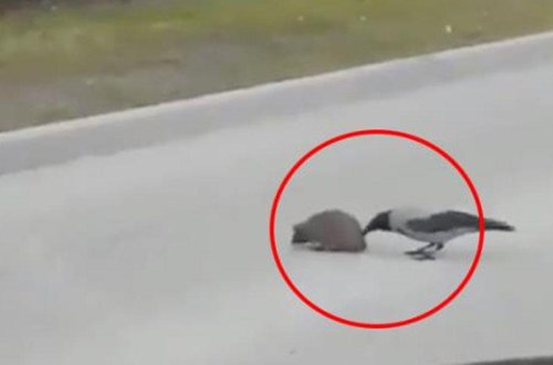 Qarğanın kirpiyə kömək VİDEOsu rekord qırır