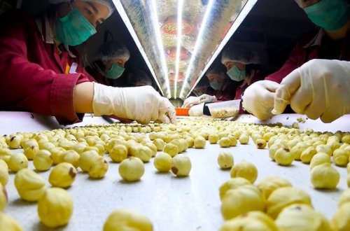 Yeni fındıq emalı fabriki istifadəyə verilir