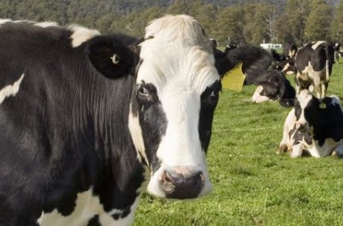 İnəyin qarnından 71 kiloqram zibil çıxarıldı – VİDEO