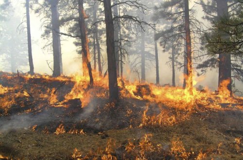 Şəkidə baş vermiş güclü yanğın söndürüldü - YENİLƏNİB + FOTO