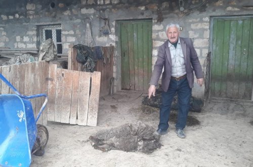 Tovuzda 15 baş heyvanı sahibsiz itlər parçaladı-FOTO