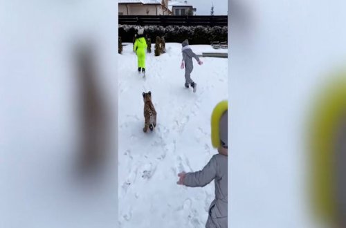 Reper uşaqları üçün evə pələng sifariş etdi - VİDEO