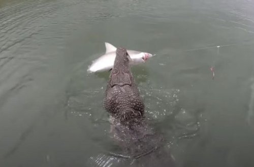 Крокодил украл пойманную акулу у рыбаков- ВИДЕО