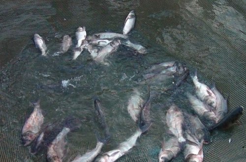 Müharibəni uduzan Ermənistan ekoloji terroru davam edirir