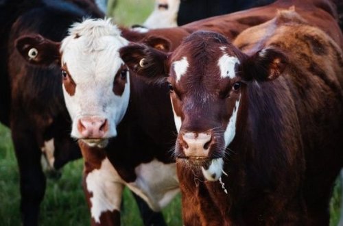 İşğaldan azad edilmiş bölgələrdən gətirilən mal-qaranın sayı açıqlandı