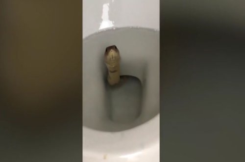 Vanna otağından kobra çıxdı – VİDEO