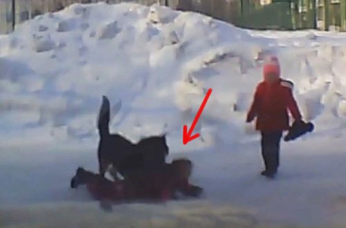 Küçə iti uşaqlara hücum etdi - VİDEO