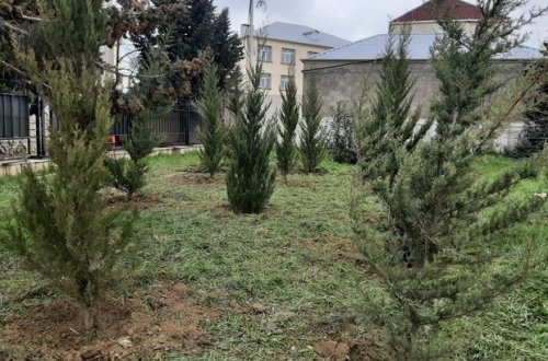 Kəsilmiş ağacların əvəzinə yeni ağaclar əkilib – FOTO