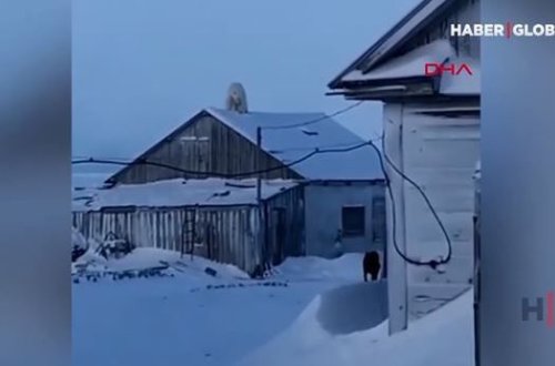 Rusiyada ağ ayı evin damına çıxdı – VİDEO