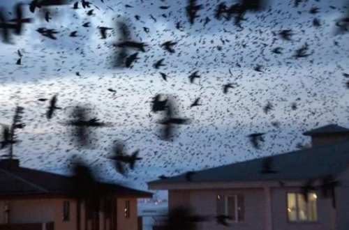 Türkiyədə qarğalar şəhərin üstünü qara bulud kimi aldılar - FOTO