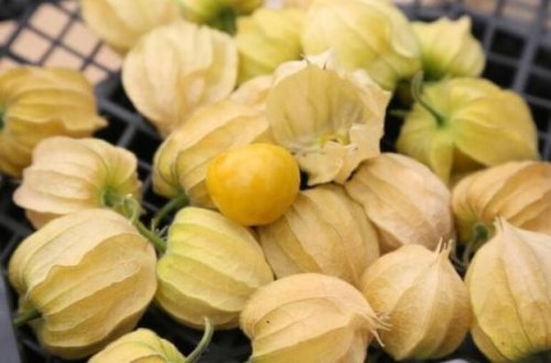 Türkiyədə kiloqramı 150 lirəyə satılan meyvə - FOTO