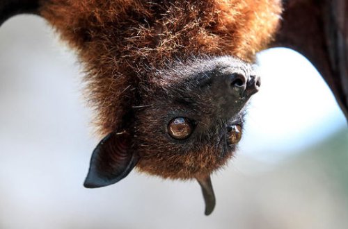 У летучих мышей в Китае нашли четыре близких генома к коронавирусу