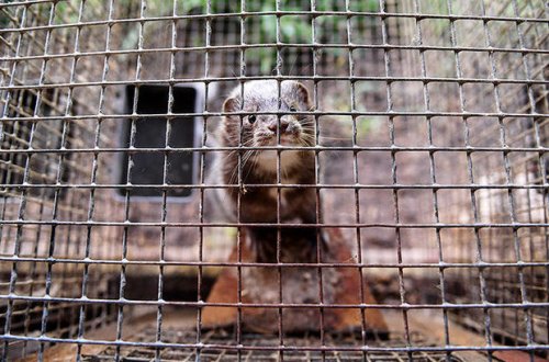 В Китае нашли новый рассадник вирусов