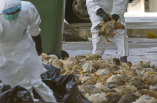 Abşeronda 247 min cins toyuq kütləvi şəkildə tələf olub - VİDEO