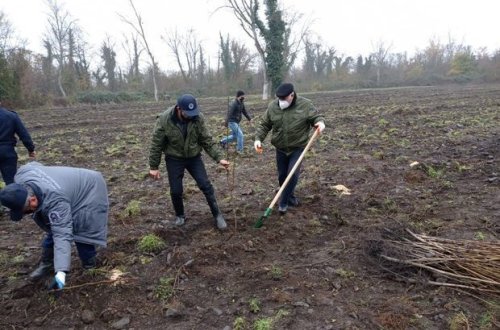За последние три дня в Азербайджане посадили более 40 тыс. деревьев - ФОТО