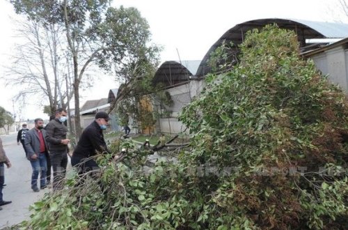 Güclü külək Ağsuda bir sıra fəsadlar törətdi - FOTO