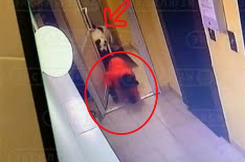 Məktəbliyə hücum edən it dəhşətli anlar yaşatdı - VİDEO