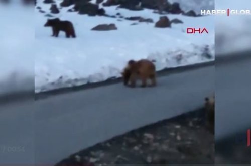 Türkiyədə ayı sürüsü yola çıxıb – VİDEO