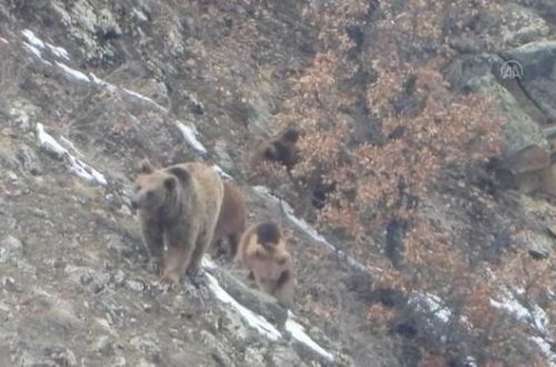 Qış yuxusundan oyanan ayının maraqlı görüntüləri - VİDEO